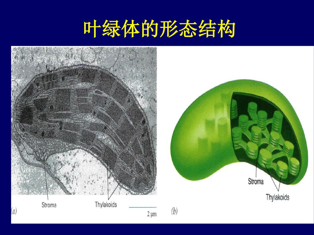 1 叶绿体的形态 叶绿体是光学显微镜下发现的第一个细胞内的结构.