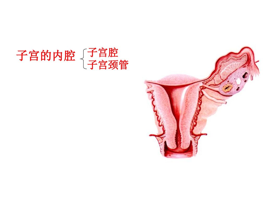 输卵管   uterine tube两口 腹腔口     子宫口子宫部分部 峡部