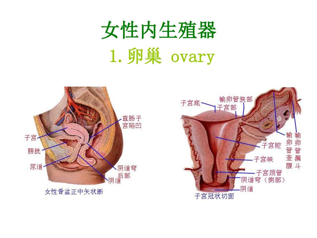 女性生殖系统ct图片大全 Uc今日头条新闻网