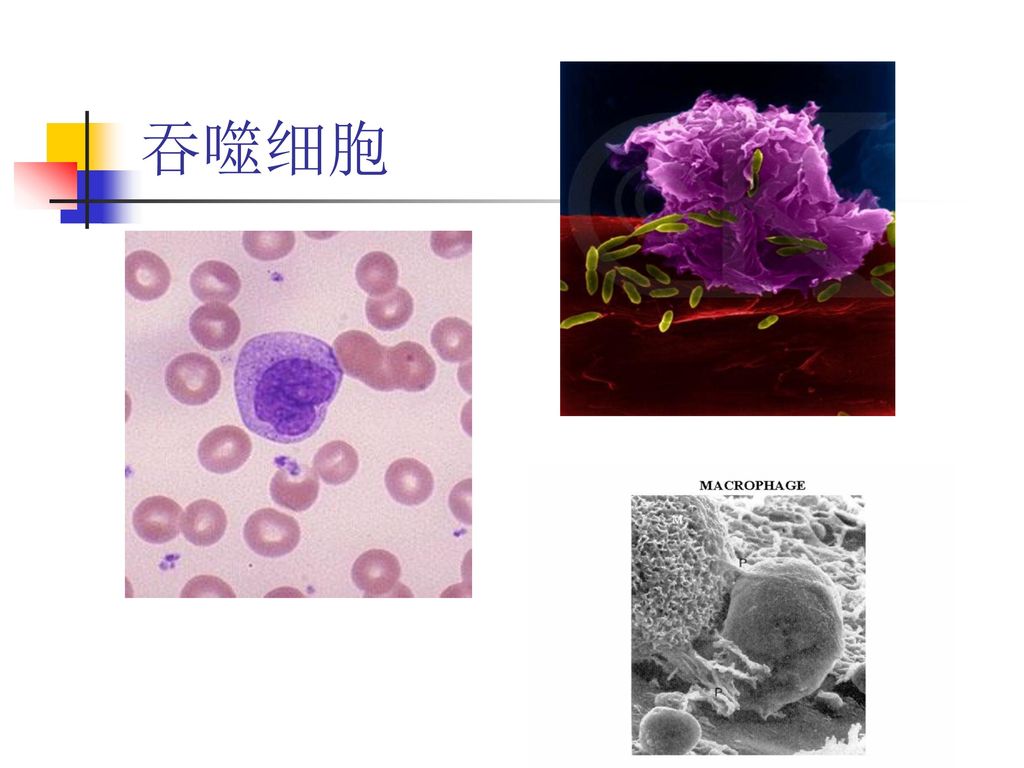 孙汶生 山东大学医学院免疫学研究所 医学免疫学.