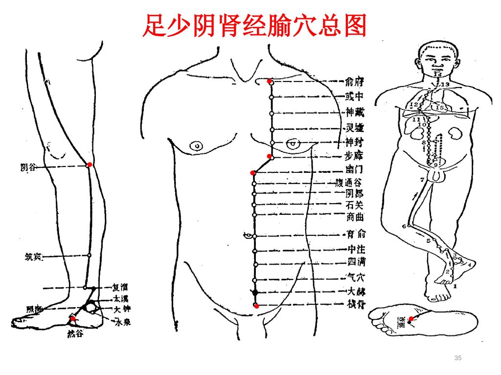 33                 小 结 重点:掌握足少阴肾经的体表循行