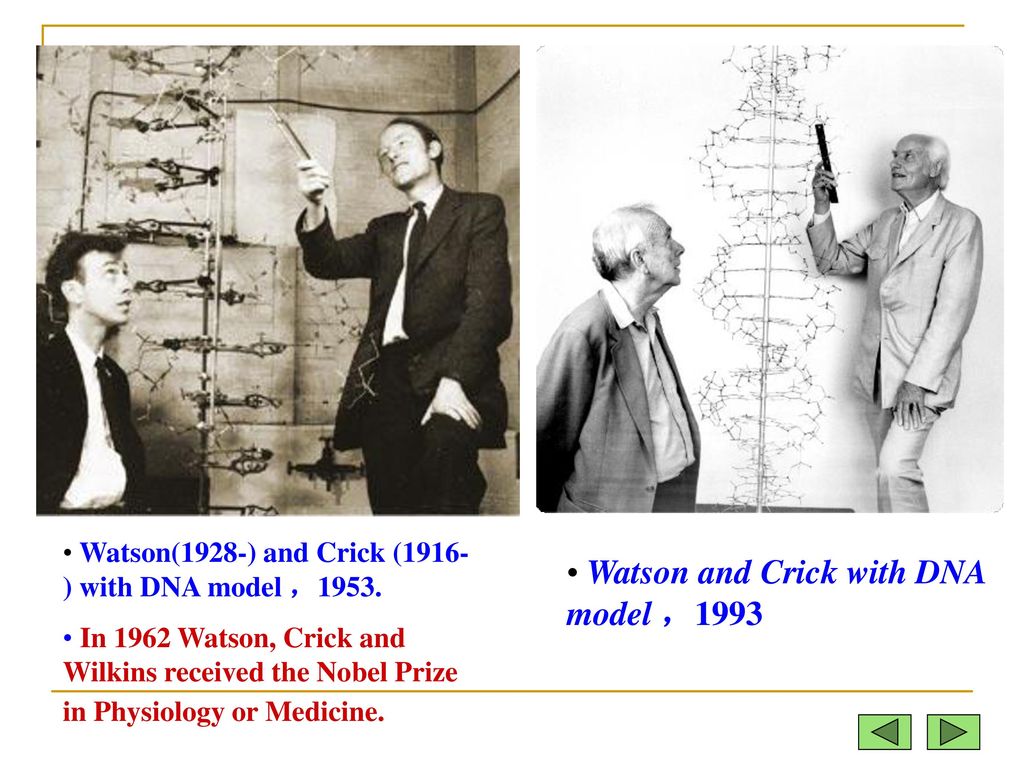 10                dna 的双螺旋结构watson  and   crick