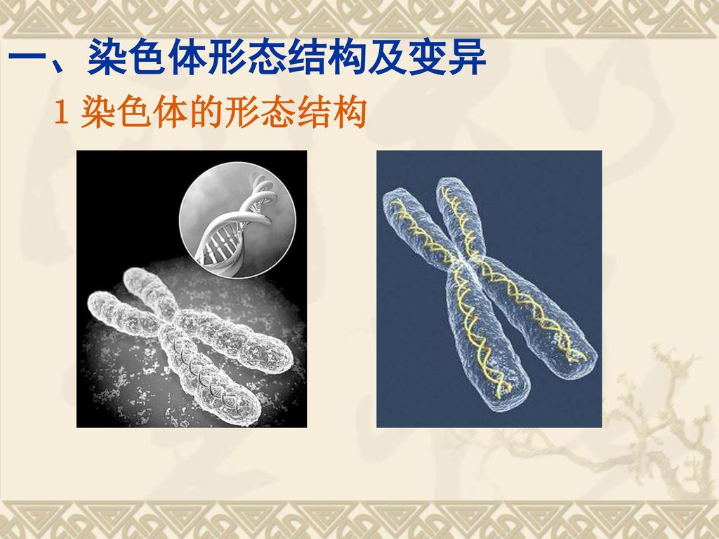 第二节 染色体结构变异对性状的影响 高二生物组 张新