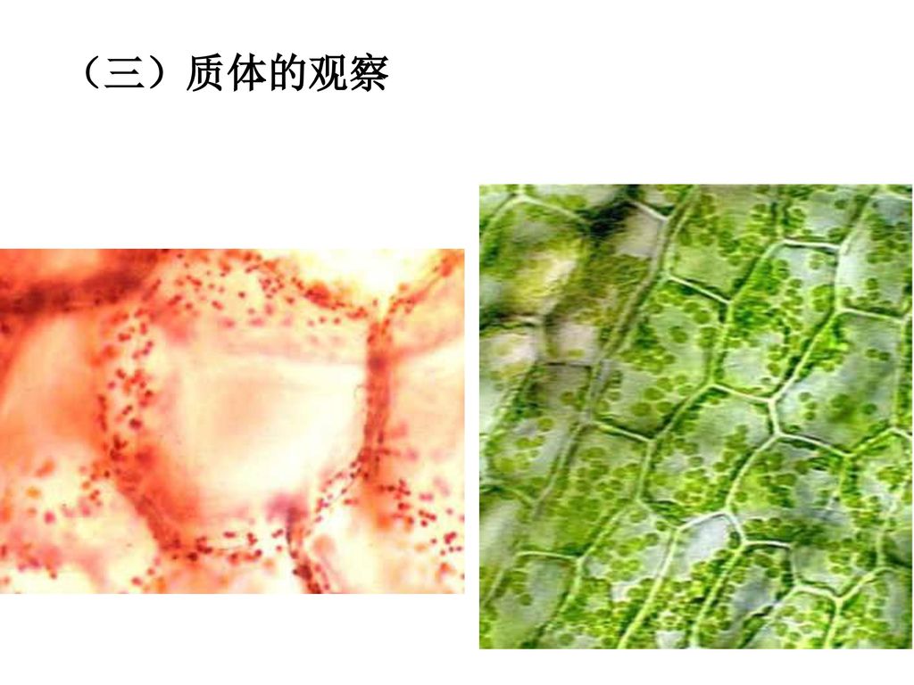 药用植物学实验.