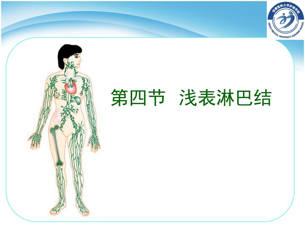 浅表淋巴结的分布:头颈部 腋窝 滑车上 腘窝 腹股沟