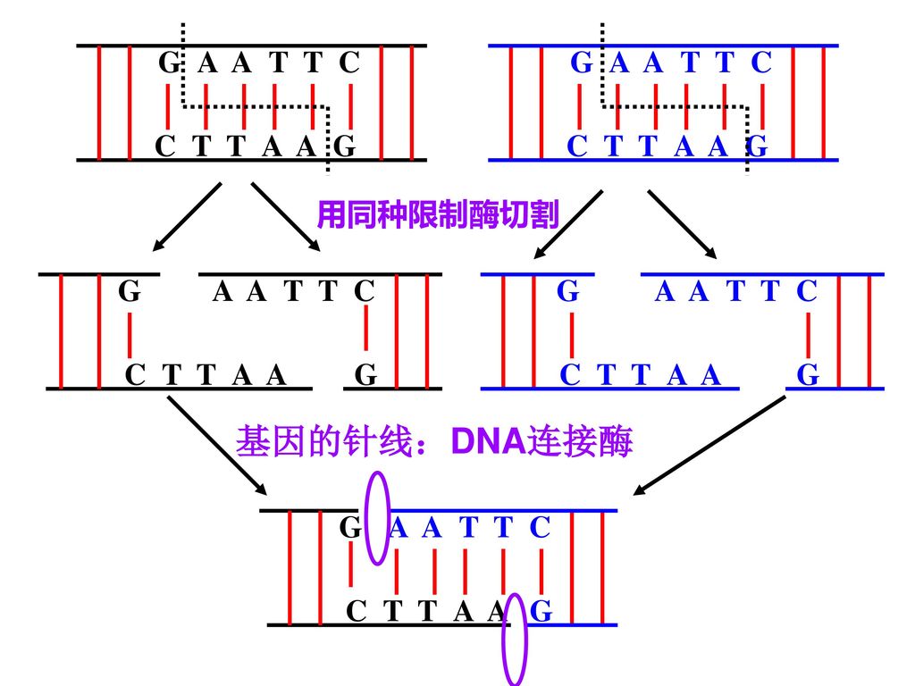 基因的针线:dna连接酶 g a a t t c c t t a a g g a a t t c c t t