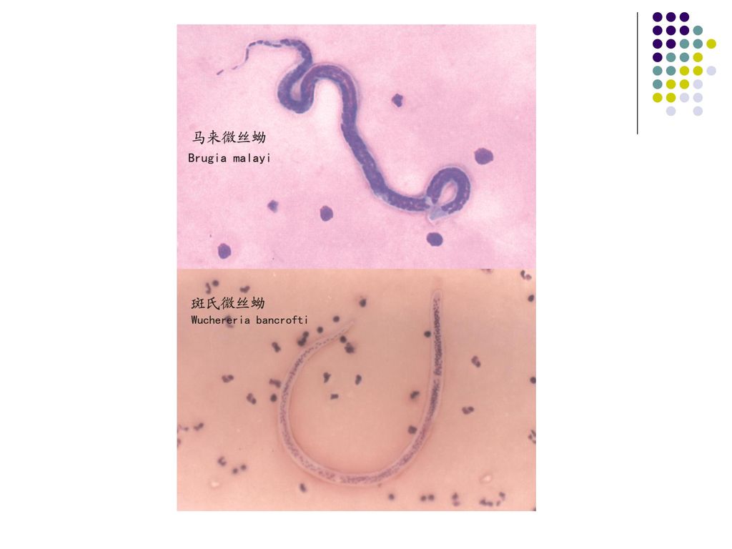 3 示教标本 一,马来微丝蚴尾