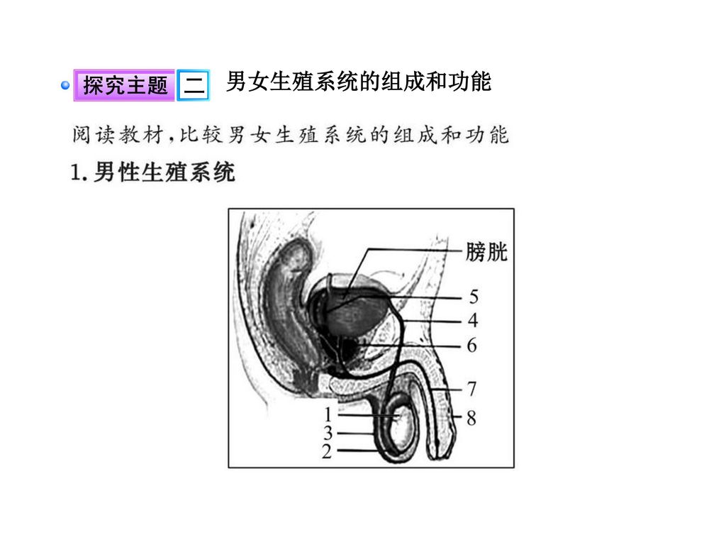 区别生殖生长发育男女生殖系统的组成和功能femalereproductive