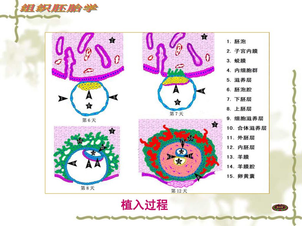 胚胎早期发生 early development of human embryo 怀化医专人解与