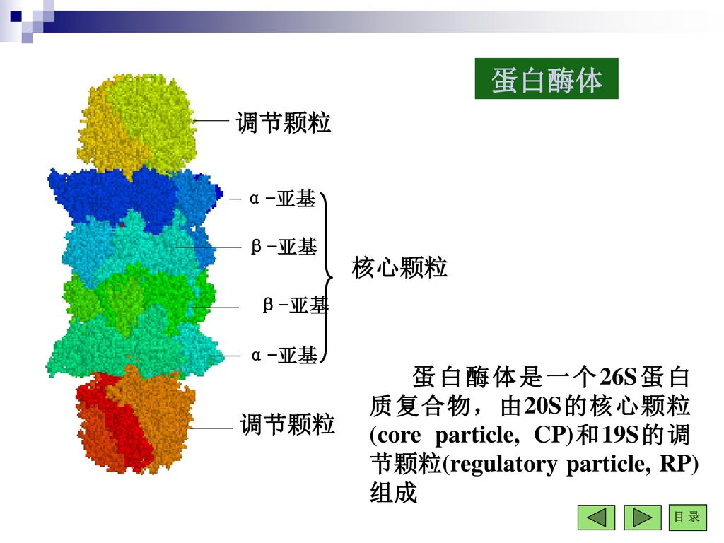 氨基酸代谢metabolismofaminoacids授课教师方王楷生物化