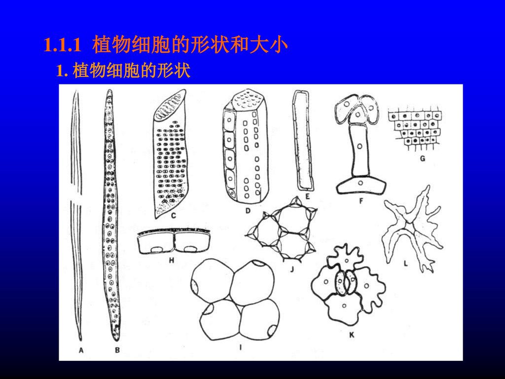 第一部分 植物细胞与组织.