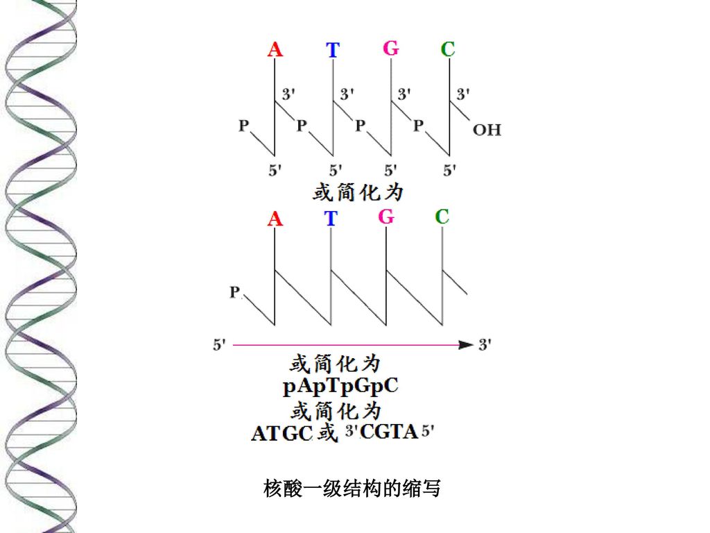 核酸的结构与功能 1.