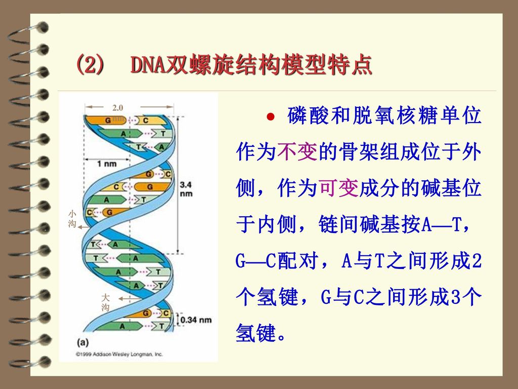dna的分子结构 (一),dna的一级结构 (二),dna的二级结构 (三),dna的