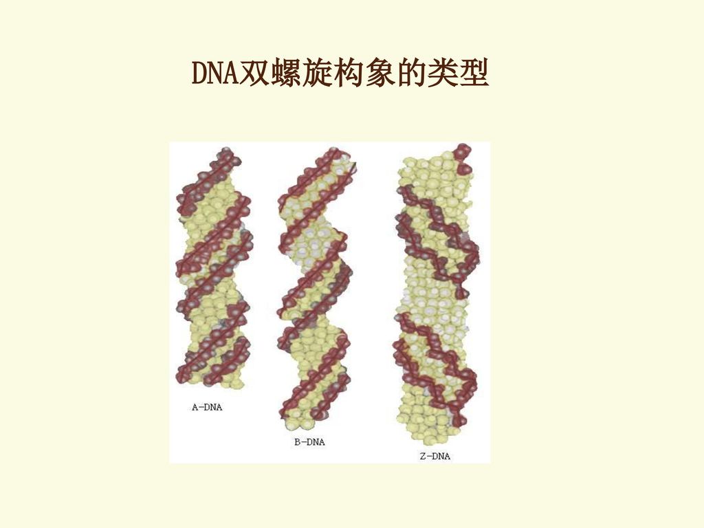 dna的分子结构 (一),dna的一级结构 (二),dna的二级结构 (三),dna的