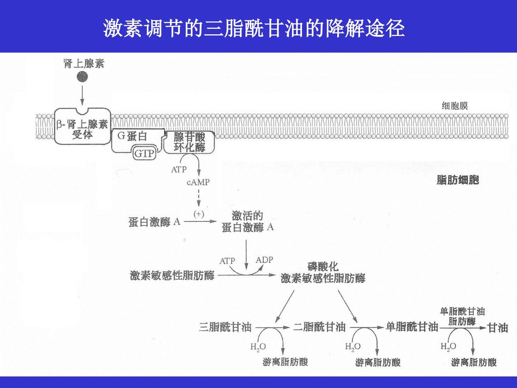 6                激素调节的三脂酰甘油的降解途径例如