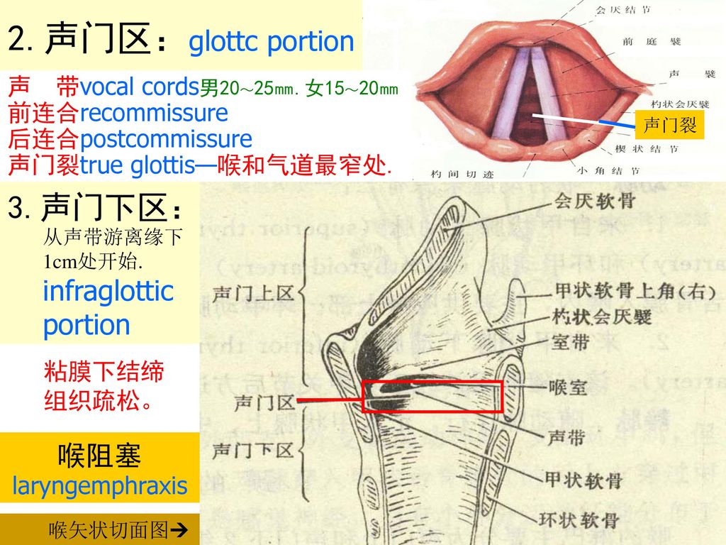 女15～20㎜ 前连合recommissure 后连合postcommissure 声门裂true