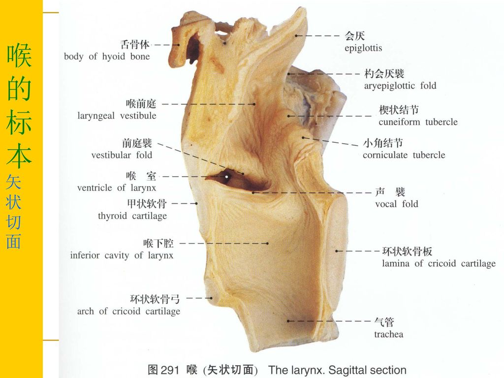 喉的解剖anatomy of larynx 喉在什么地方? 湖北医药