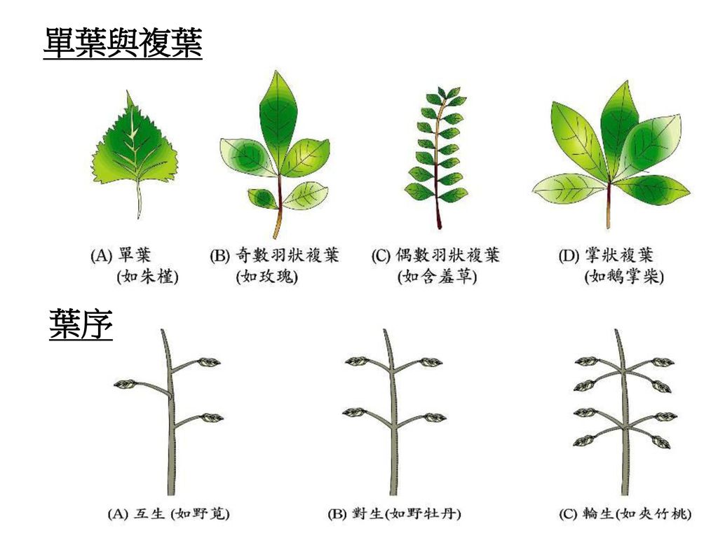 植物辨识及分类 吕春森 基隆市立暖暖高级中学 植物