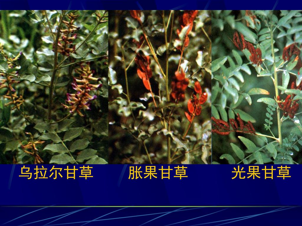 乌拉尔甘草 glycyrrhiza uralensis fisch. 胀果甘草