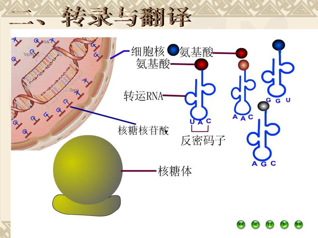 2012年高考说明要求 考纲解读 遗传信息的转录和翻译 Ⅱ 掌握dna与rna