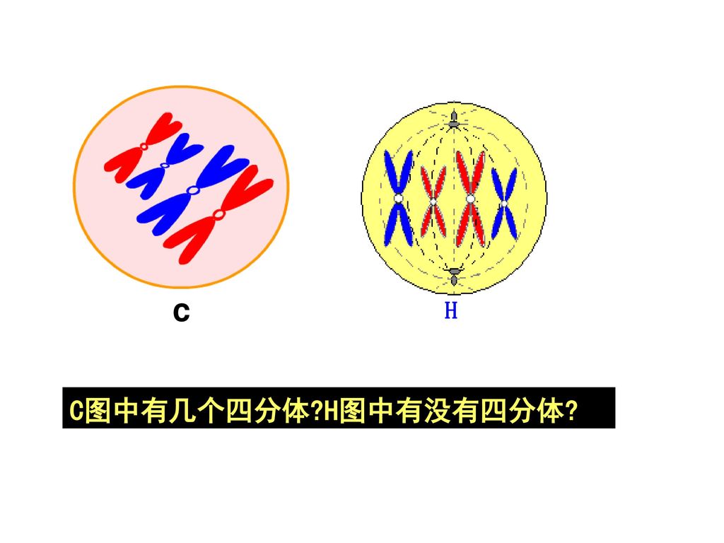 四分体中的非姐妹染色单体常常发生交叉互换 a   a"b  b"c c"dd"同源