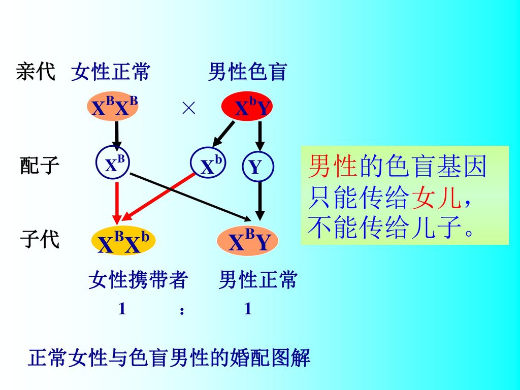 10                色盲的遗传方式