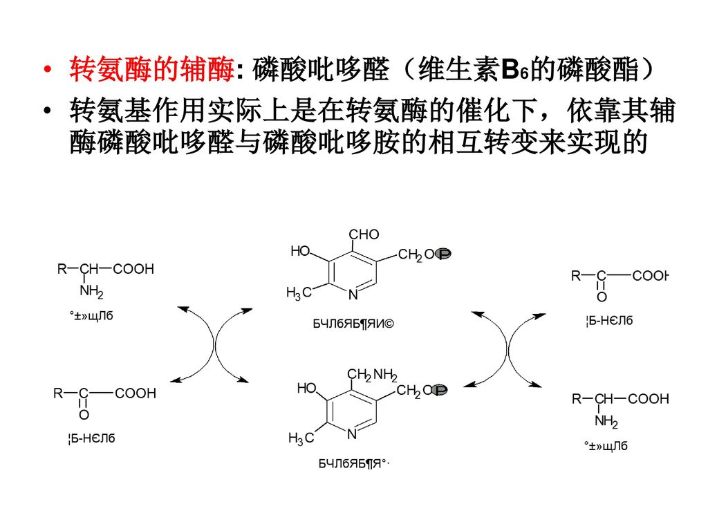 生理意义:l-谷氨酸脱氢酶 转氨酶=联合脱氨基氨基酸分解/合成代谢