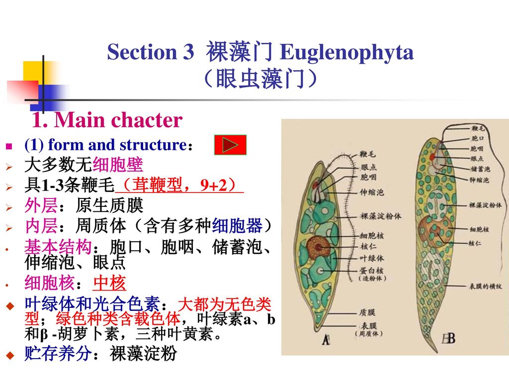 section 3 裸藻门 euglenophyta (眼虫藻门)1.