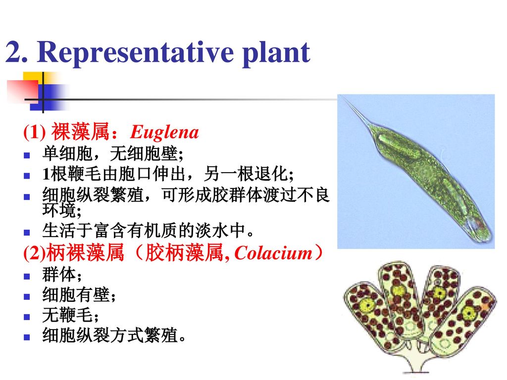 representative plant (1) 裸藻属:euglena (2)柄裸藻属(胶柄藻属