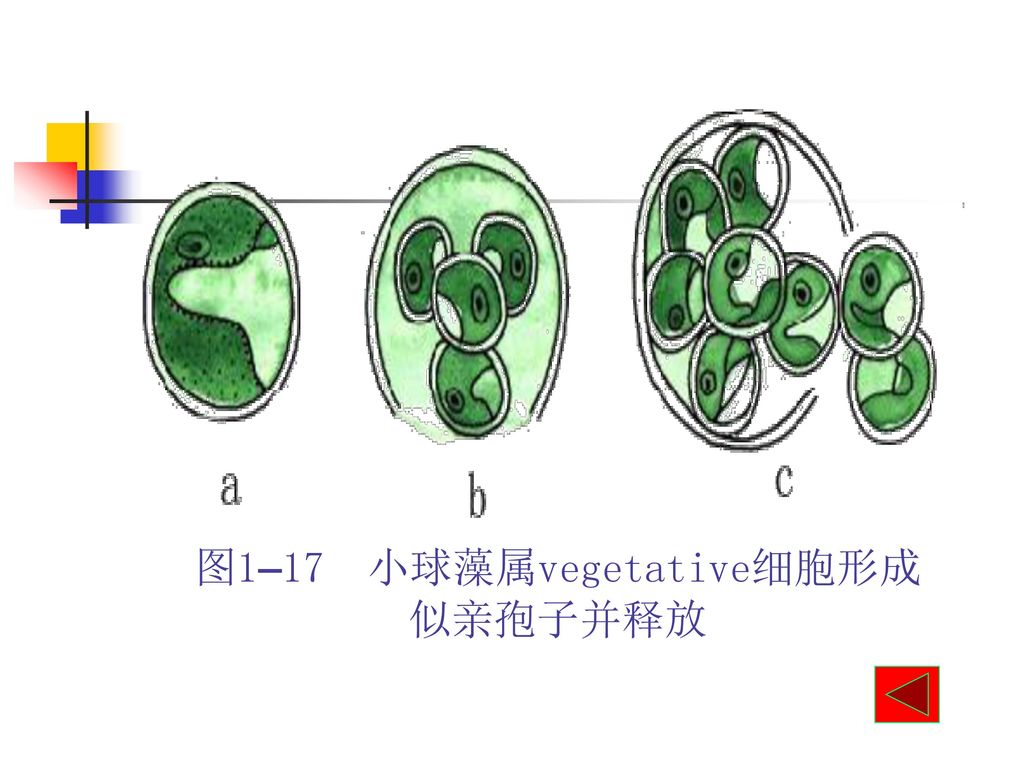 chapter 1 algae藻类植物 第一节 藻类植物概述★ 第二节 蓝藻门★ 第