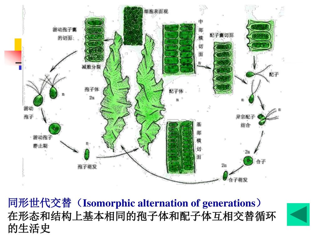 chapter 1 algae藻类植物 第一节 藻类植物概述