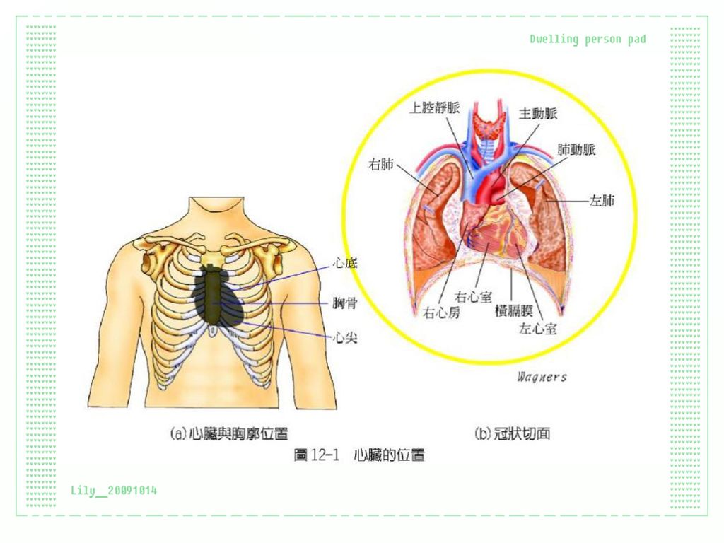 8                 一,心脏的大小,位置及外型