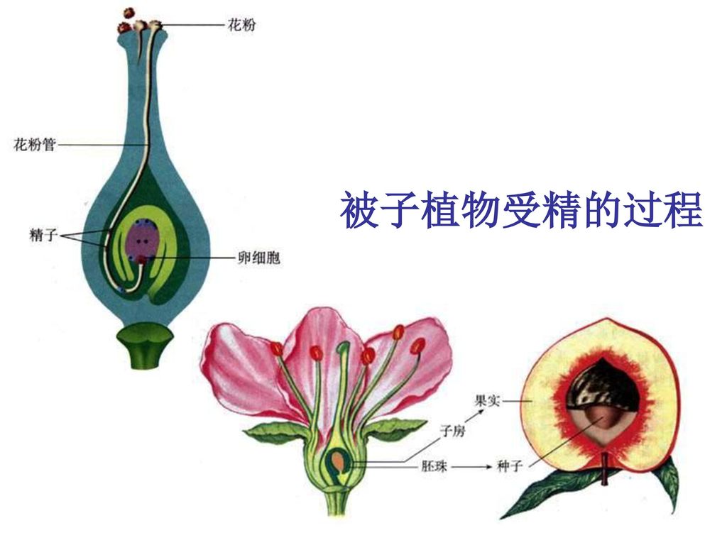 中 学 生 被子植物受精的过程                               3