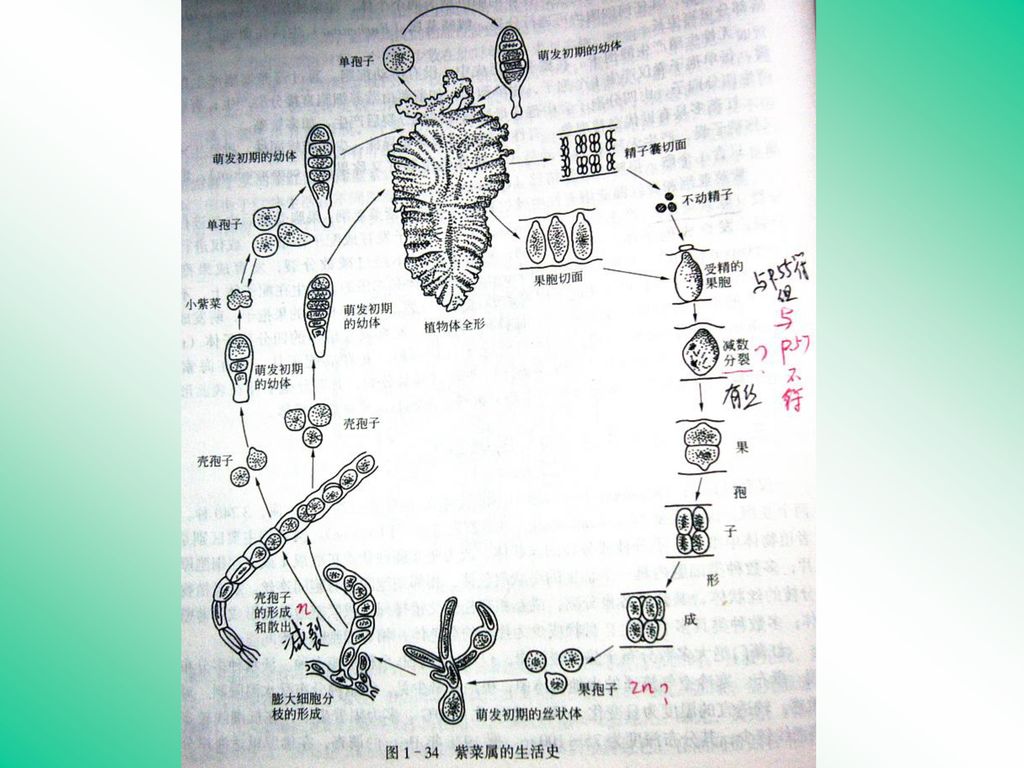 第九节 红藻门(rhodophyta) 一,形态,结构特征 植物体