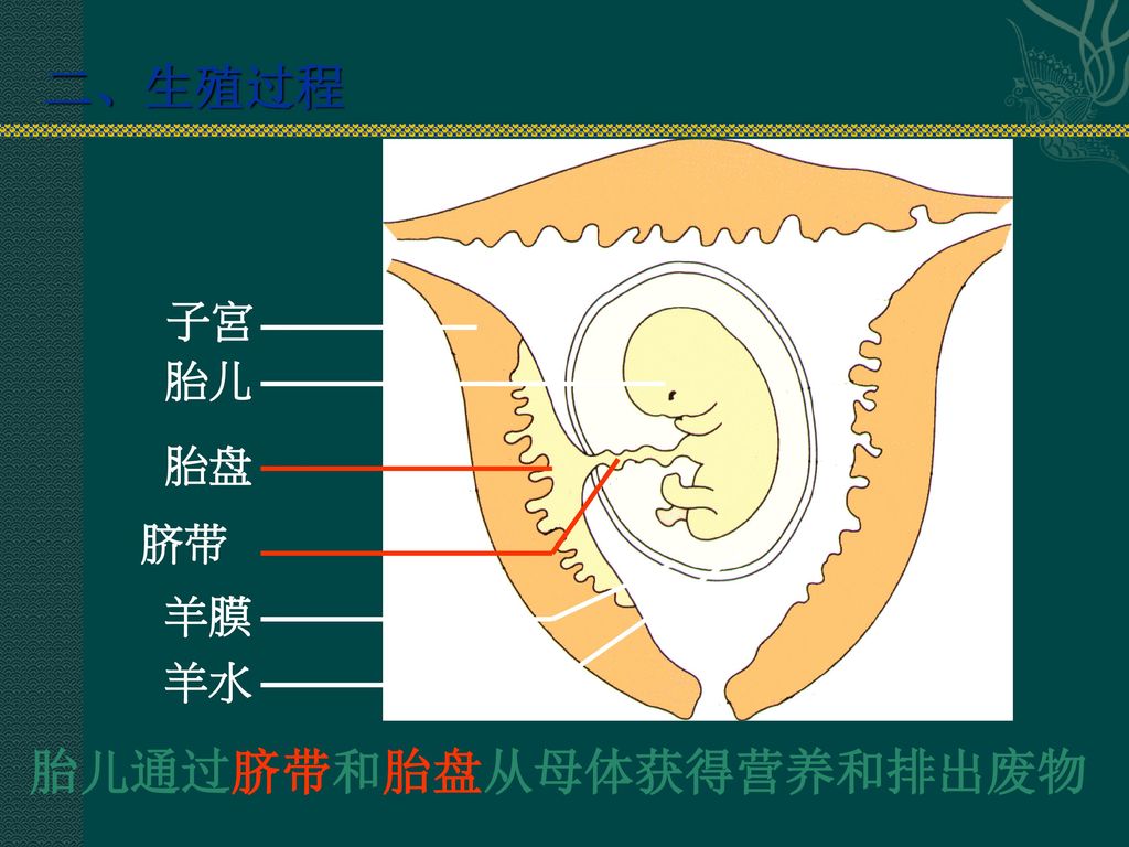 2 人的生殖和发育.