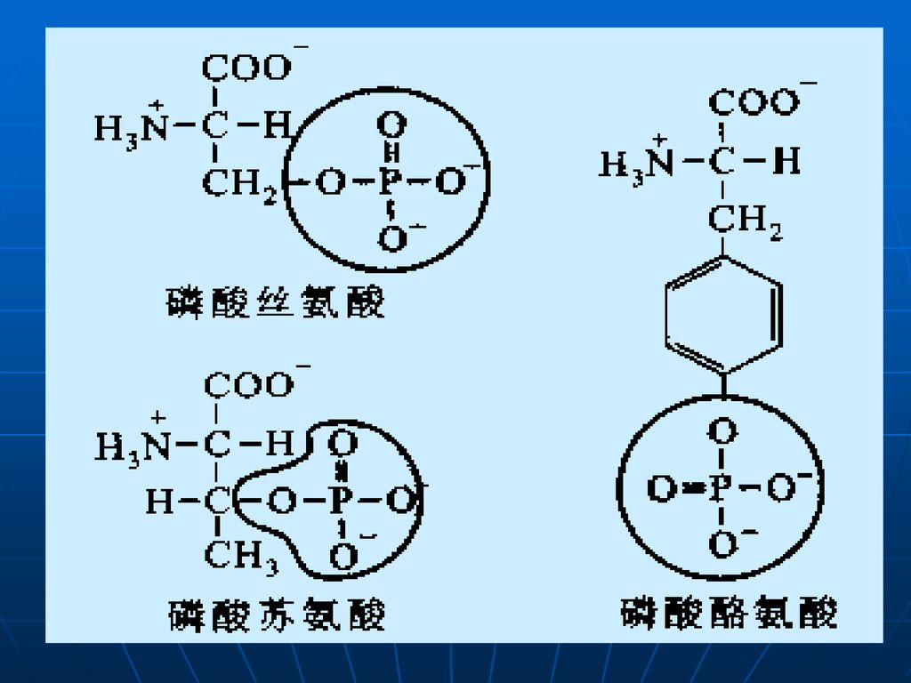 2 二硫键形成mrna中没有胱氨酸密码子,而不少蛋白质含有二硫键.