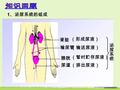 肾脏 输尿管 膀胱 尿道 （形成尿液） （输送尿液） （暂时贮存尿液） （排出尿液） 1 、泌尿系统的组成.