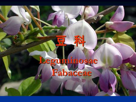 豆 科 Leguminosae Fabaceae Fabaceae. 我国豆科作物播种面积 2 ． 8 亿多亩，豆科植物是人类的 第二大营养来源（禾本科第一）