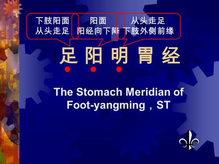 足 阳 明 胃 经足 阳 明 胃 经 The Stomach Meridian of Foot-yangming ， ST 阳面 阳经向下降 下肢阳面 从头走足 下肢外侧前缘.