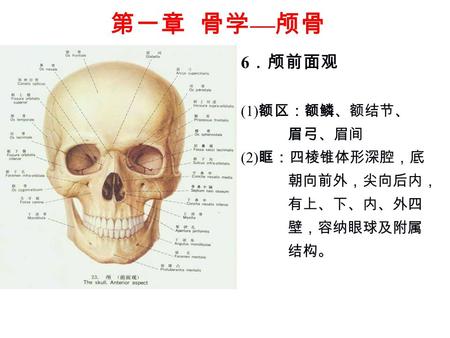 6 ．颅前面观 (1) 额区：额鳞、额结节、 眉弓、眉间 (2) 眶：四棱锥体形深腔，底 朝向前外，尖向后内， 有上、下、内、外四 壁，容纳眼球及附属 结构。 第一章 骨学 — 颅骨.