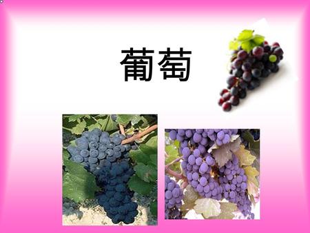 葡萄. 什麼是葡萄 ? 葡萄為葡萄科和葡萄屬。葡萄科包含十 一個屬，約六百個種，葡萄屬是栽培最 廣泛的一個屬。葡萄是多年生落葉蔓性 植物，葉掌狀分裂，具長柄，互生，心 狀圓形。花色黃綠，呈圓錐形。果實亦 稱為葡萄，球形或橢圓形，呈紫或淡綠 色，酸甜多汁，是常見水果，果實除作 為鮮果食用外，主要用於釀酒，還可製.