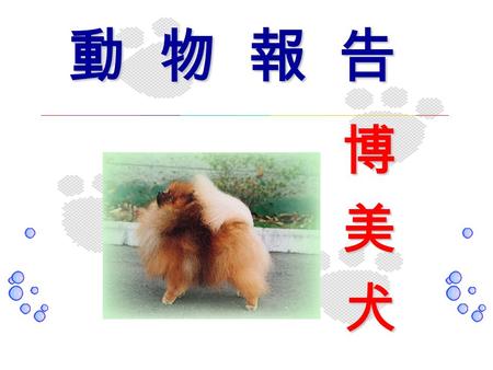 動 物 報 告 博美犬 品 種 屬於 玩具犬 是經精選飼養 之小型同伴犬或寵物犬。中 國古代皇室仕女更有把北京 狗放在衣袖內。