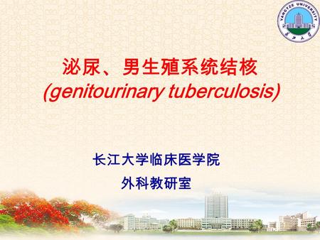 泌尿、男生殖系统结核 (genitourinary tuberculosis) 长江大学临床医学院 外科教研室.