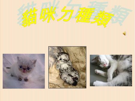 安哥拉貓 （ Angora ） 簡 介： 白色一直是土 耳其貓的傳統顏色。雖 然藍眼白貓時常會有聾 子，但仍受歡迎。 毛 色： 白色 原產地： 英國 歷 史： 起源於 1960 年代 短毛異種： 外國白貓 特 徵： 頸部細長，耳 朵大而尖，後腿長於前 腿，尾巴細長、尾毛似 羽毛 。