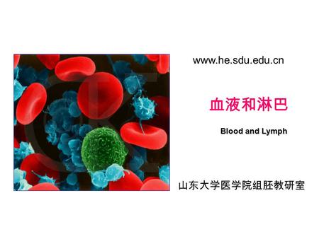 血液和淋巴 山东大学医学院组胚教研室 www.he.sdu.edu.cn Blood and Lymph.