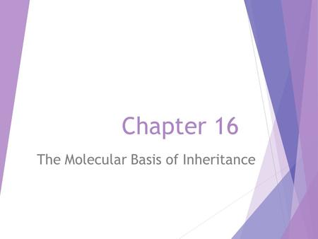 Chapter 16 The Molecular Basis of Inheritance. 探索遺傳物質 DNA  孟德爾 (Meselson) 發現遺傳因子。 1. 基因的不同等位基因解釋了諸多的遺傳性狀。 2. 對每一種性狀而言，一種生物體遺傳有兩個等位基因， 每一個等位基因得自於一方親代.