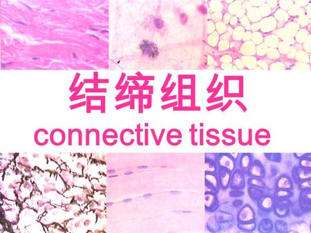 结缔组织 connective tissue. 第三章 结缔组织 （ connective tissue) 组成 结缔组织 细胞 大量的细胞间质 纤维 基质 组织液.