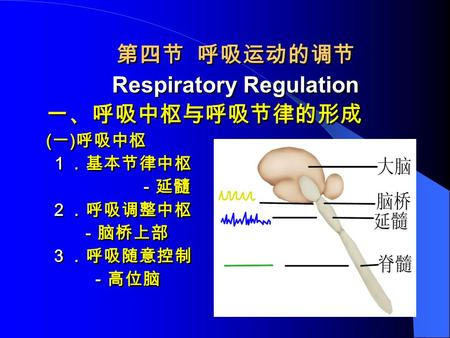 第四节 呼吸运动的调节 Respiratory Regulation 一、呼吸中枢与呼吸节律的形成 ( 一 ) 呼吸中枢 １．基本节律中枢 －延髓 ２．呼吸调整中枢 －脑桥上部 ３．呼吸随意控制 －高位脑 第四节 呼吸运动的调节 Respiratory Regulation 一、呼吸中枢与呼吸节律的形成.