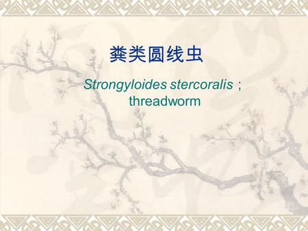 粪类圆线虫 Strongyloides stercoralis ； threadworm.  兼性寄生虫，生活 史包括自生世代和 寄生世代。寄生世 代中，成虫主要寄 生在人、狗、猫等 宿主小肠；同时， 幼虫可侵入肺、脑、 肝、肾等组织器官。