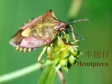 半翅目 Hemiptera.